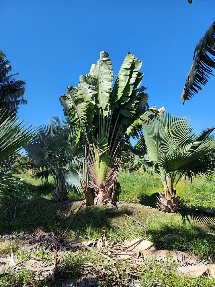 ravenala-madagascariensis-travelers-tree-travelers-palm