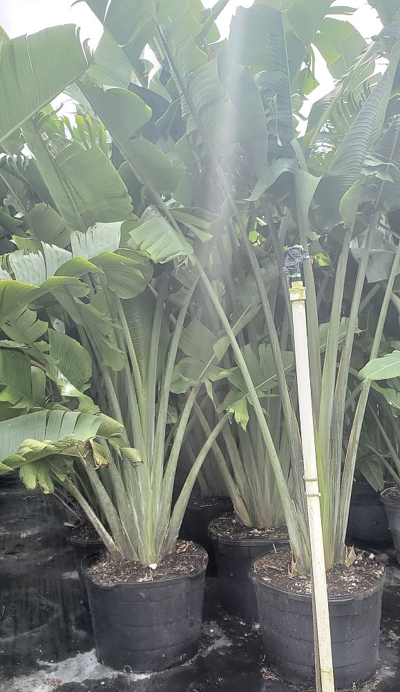 ravenala-madagascariensis-travelers-tree-travelers-palm