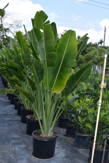 ravenala-madagascariensis-travelers-tree-travelers-palm
