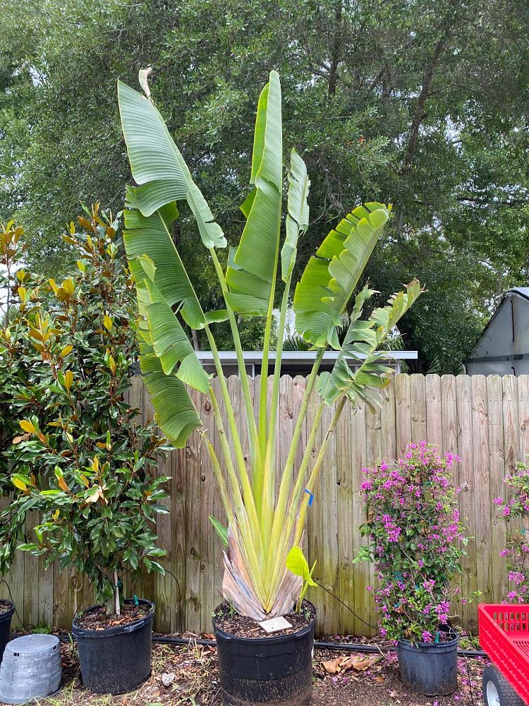 ravenala-madagascariensis-travelers-tree-travelers-palm