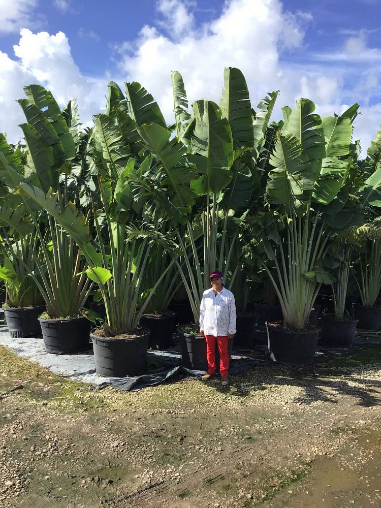 ravenala-madagascariensis-travelers-tree-travelers-palm