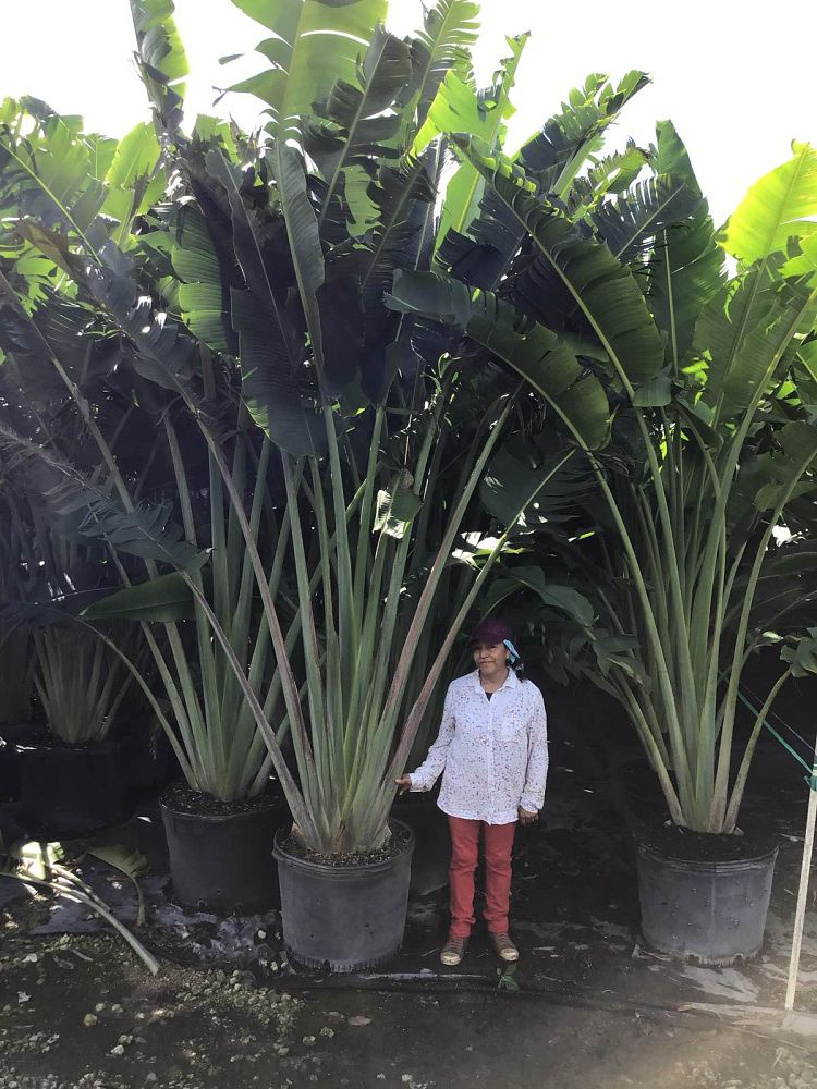 ravenala-madagascariensis-travelers-tree-travelers-palm