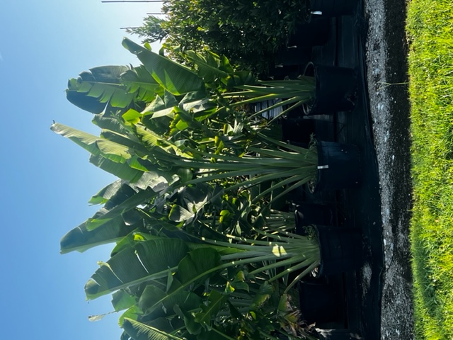 ravenala-madagascariensis-travelers-tree-travelers-palm