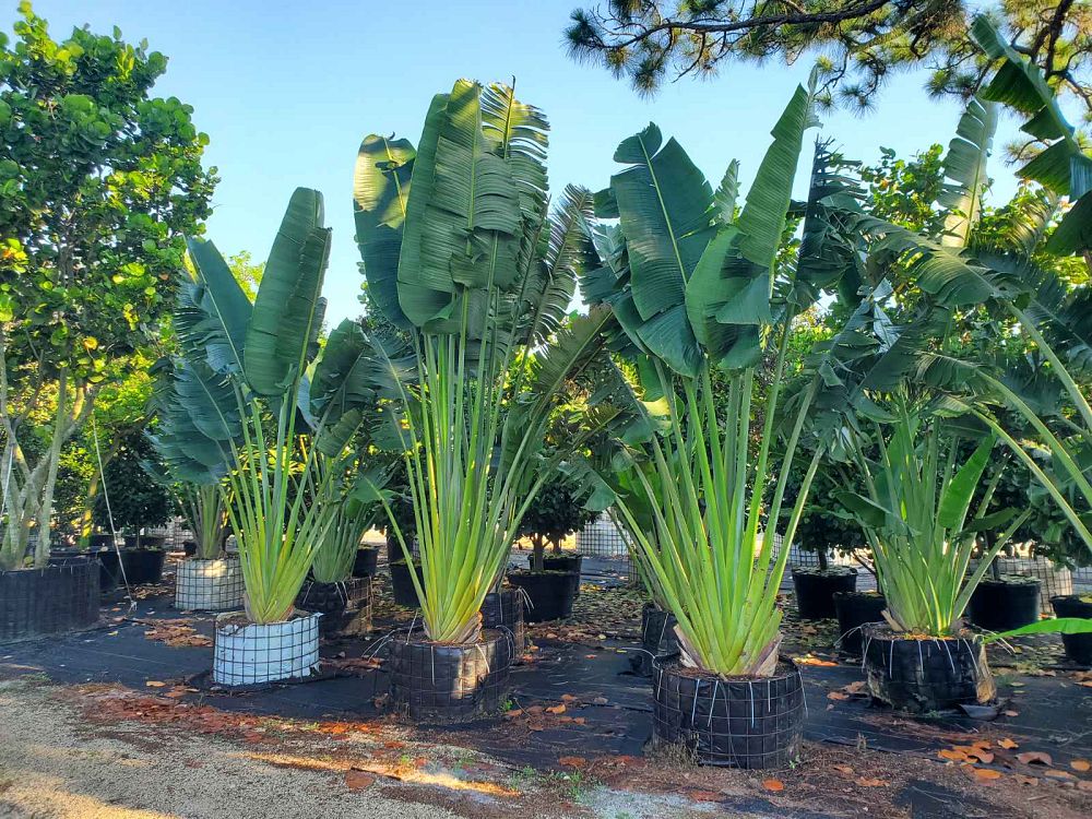 ravenala-madagascariensis-travelers-tree-travelers-palm
