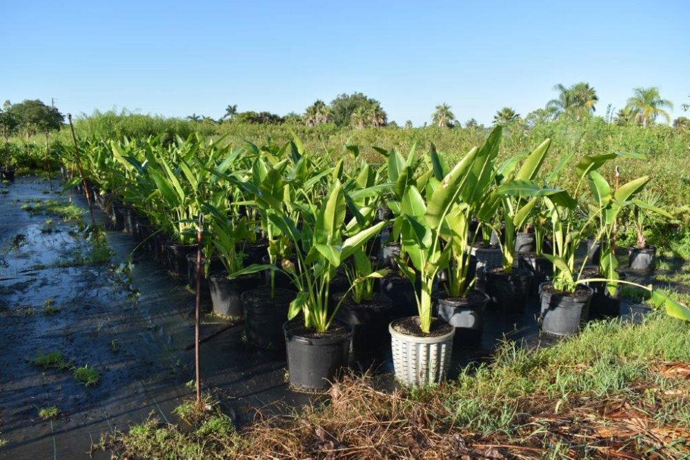 ravenala-madagascariensis-travelers-tree-travelers-palm