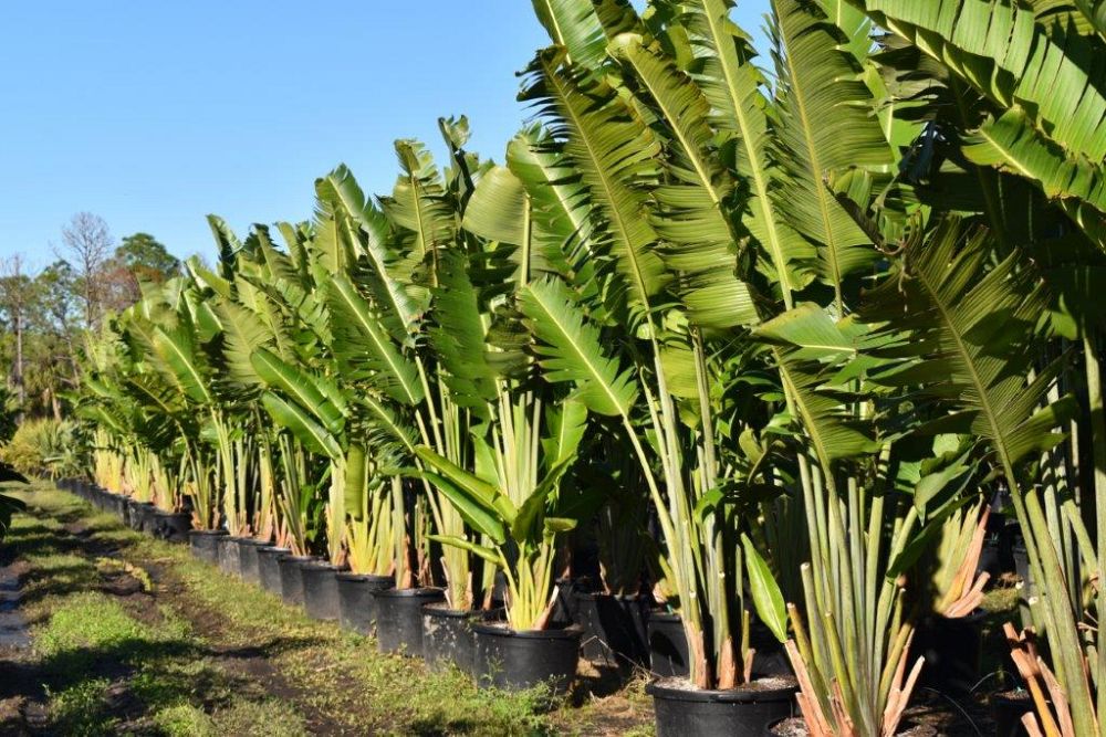 ravenala-madagascariensis-travelers-tree-travelers-palm