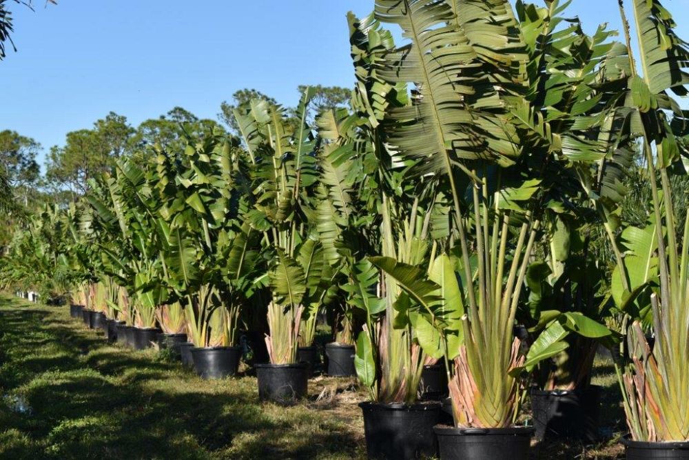 ravenala-madagascariensis-travelers-tree-travelers-palm