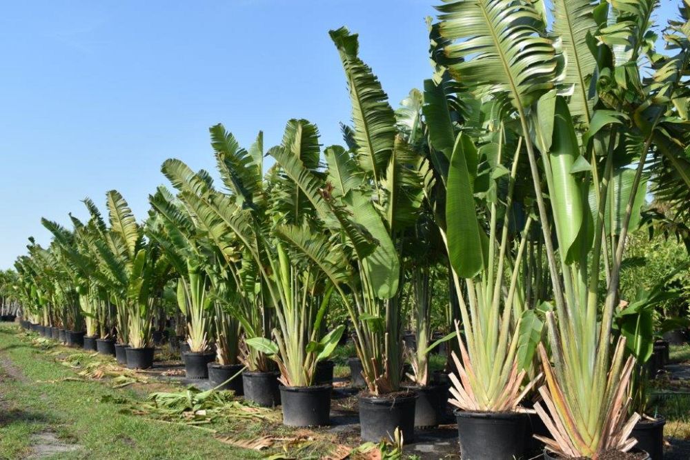 ravenala-madagascariensis-travelers-tree-travelers-palm
