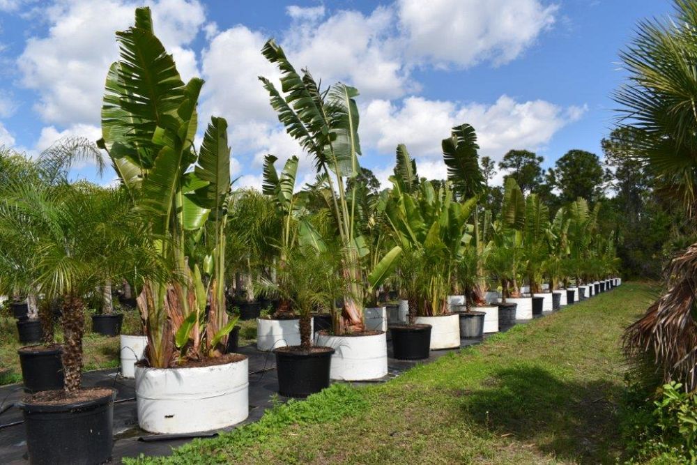 ravenala-madagascariensis-travelers-tree-travelers-palm