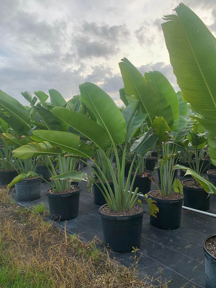ravenala-madagascariensis-travelers-tree-travelers-palm