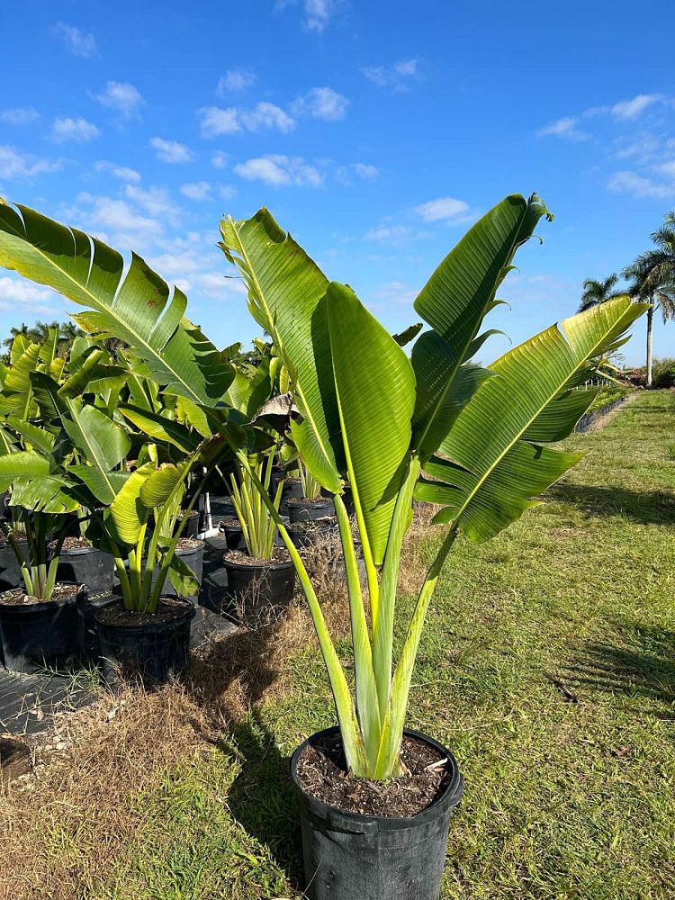 ravenala-madagascariensis-travelers-tree-travelers-palm