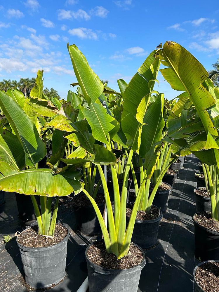ravenala-madagascariensis-travelers-tree-travelers-palm