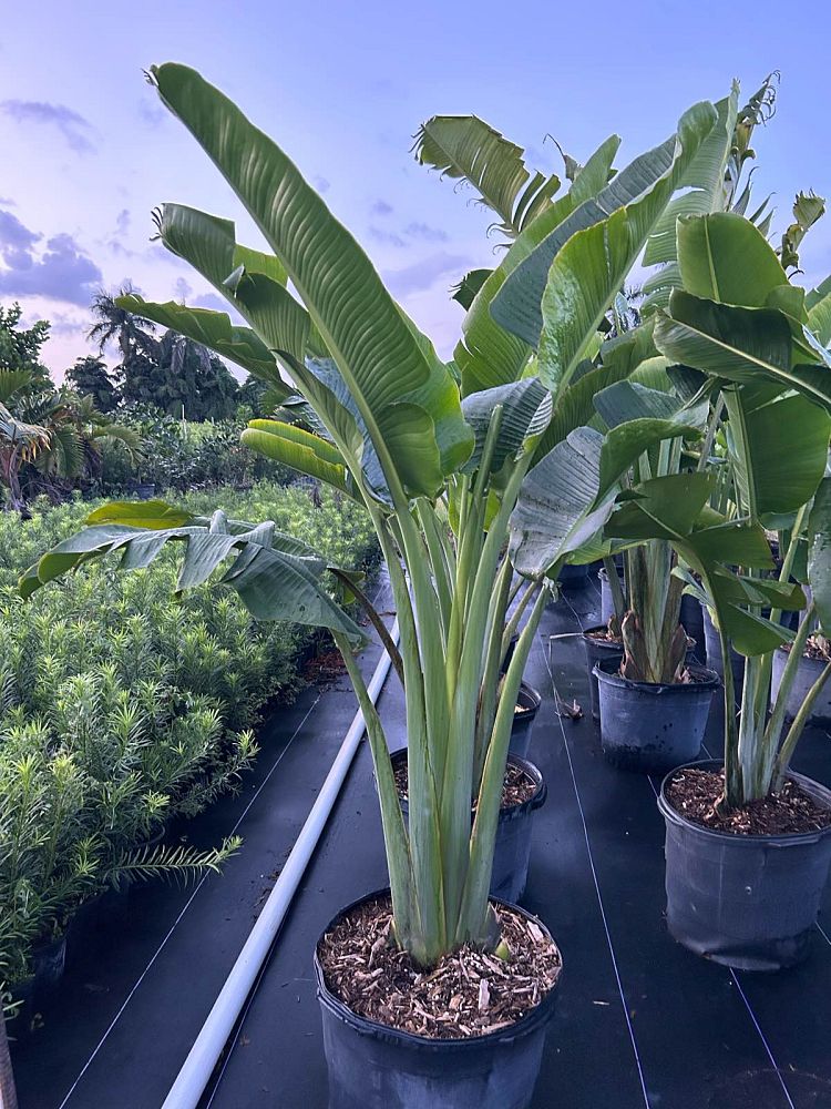ravenala-madagascariensis-travelers-tree-travelers-palm