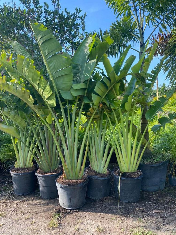 ravenala-madagascariensis-travelers-tree-travelers-palm