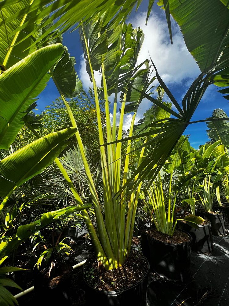 ravenala-madagascariensis-travelers-tree-travelers-palm