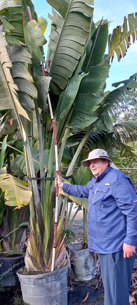 ravenala-madagascariensis-travelers-tree-travelers-palm