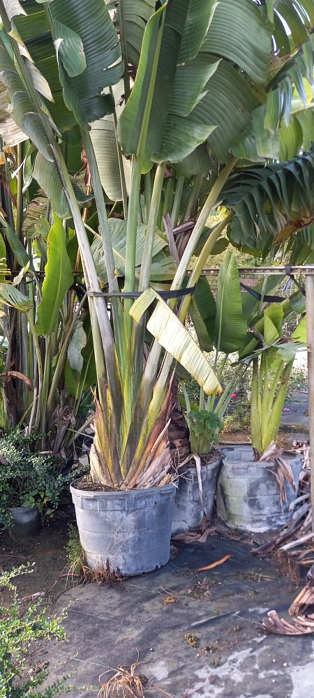 ravenala-madagascariensis-travelers-tree-travelers-palm