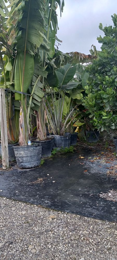 ravenala-madagascariensis-travelers-tree-travelers-palm