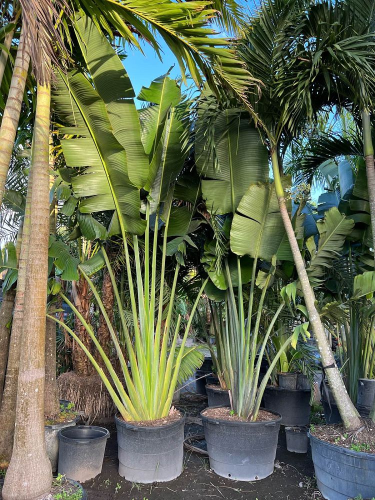ravenala-madagascariensis-travelers-tree-travelers-palm