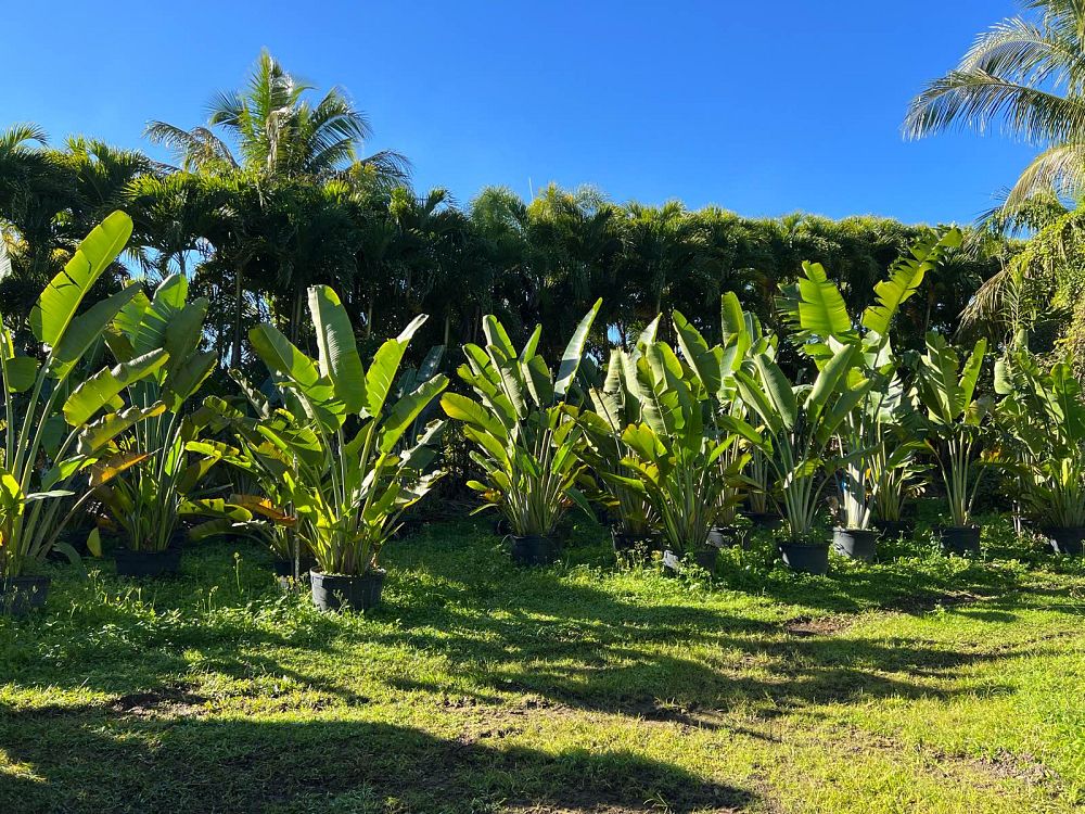 ravenala-madagascariensis-travelers-tree-travelers-palm