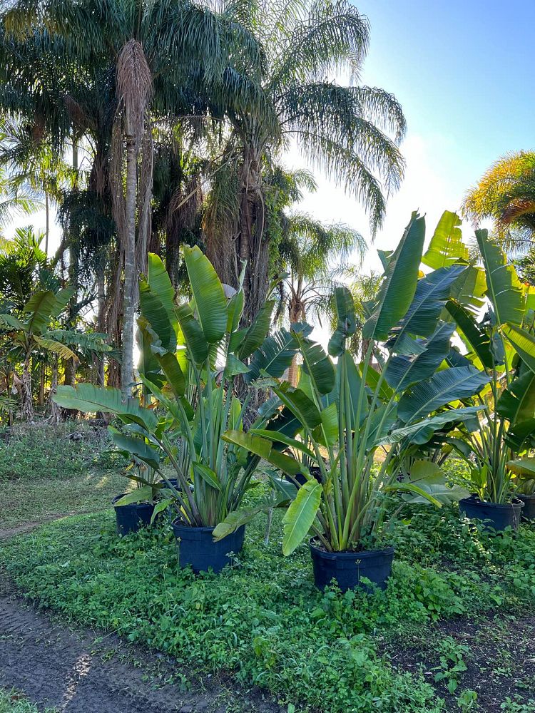 ravenala-madagascariensis-travelers-tree-travelers-palm