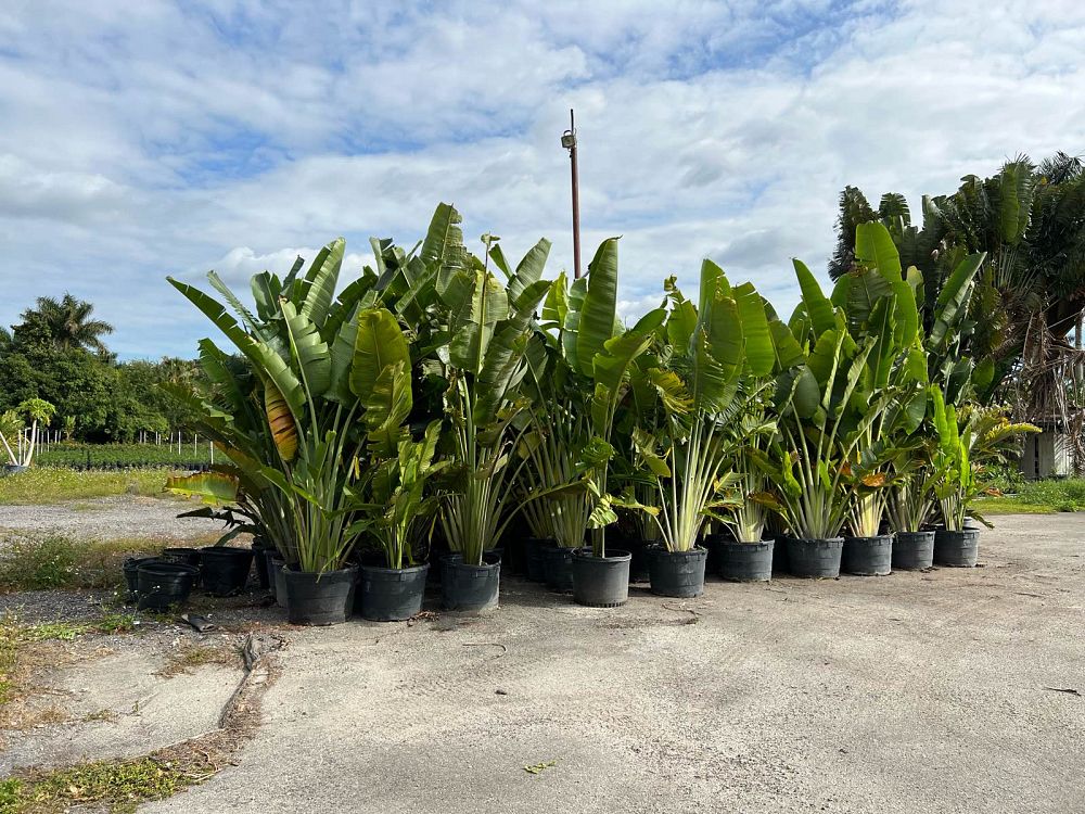 ravenala-madagascariensis-travelers-tree-travelers-palm