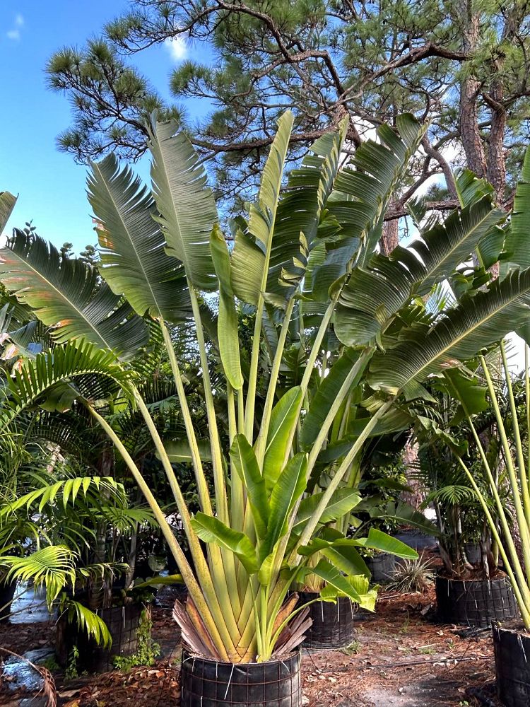 ravenala-madagascariensis-travelers-tree-travelers-palm