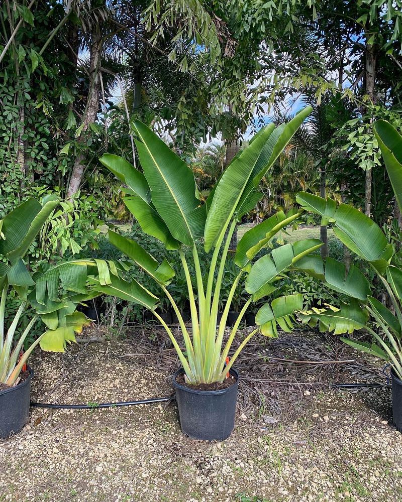 ravenala-madagascariensis-travelers-tree-travelers-palm