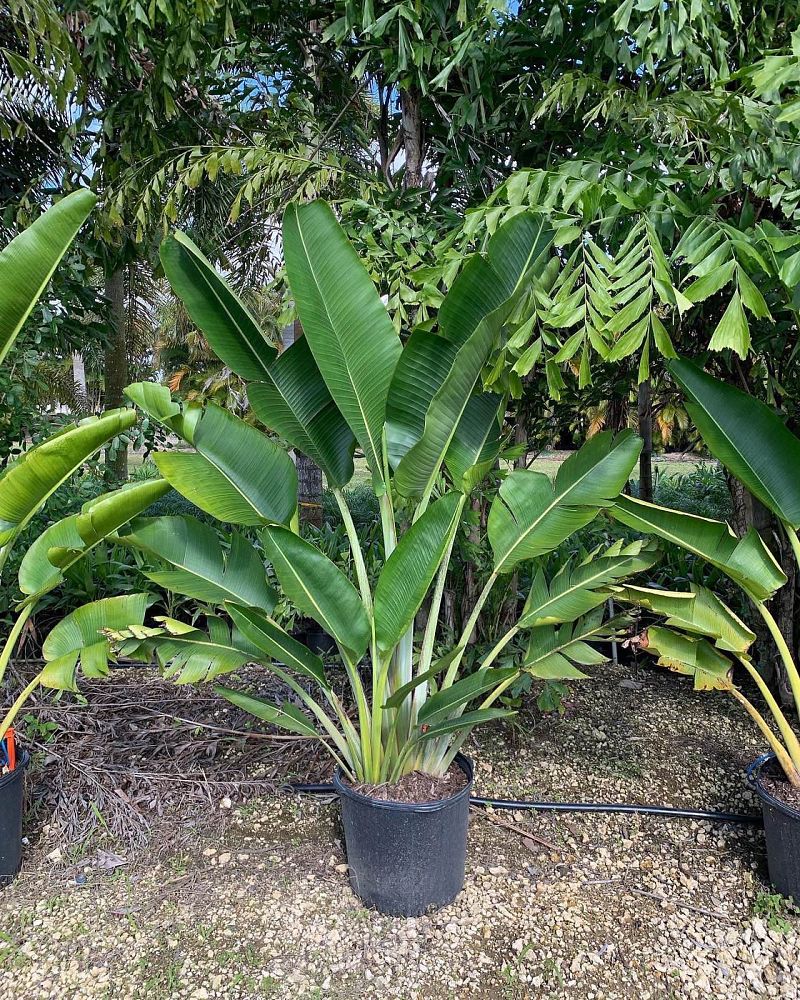 ravenala-madagascariensis-travelers-tree-travelers-palm