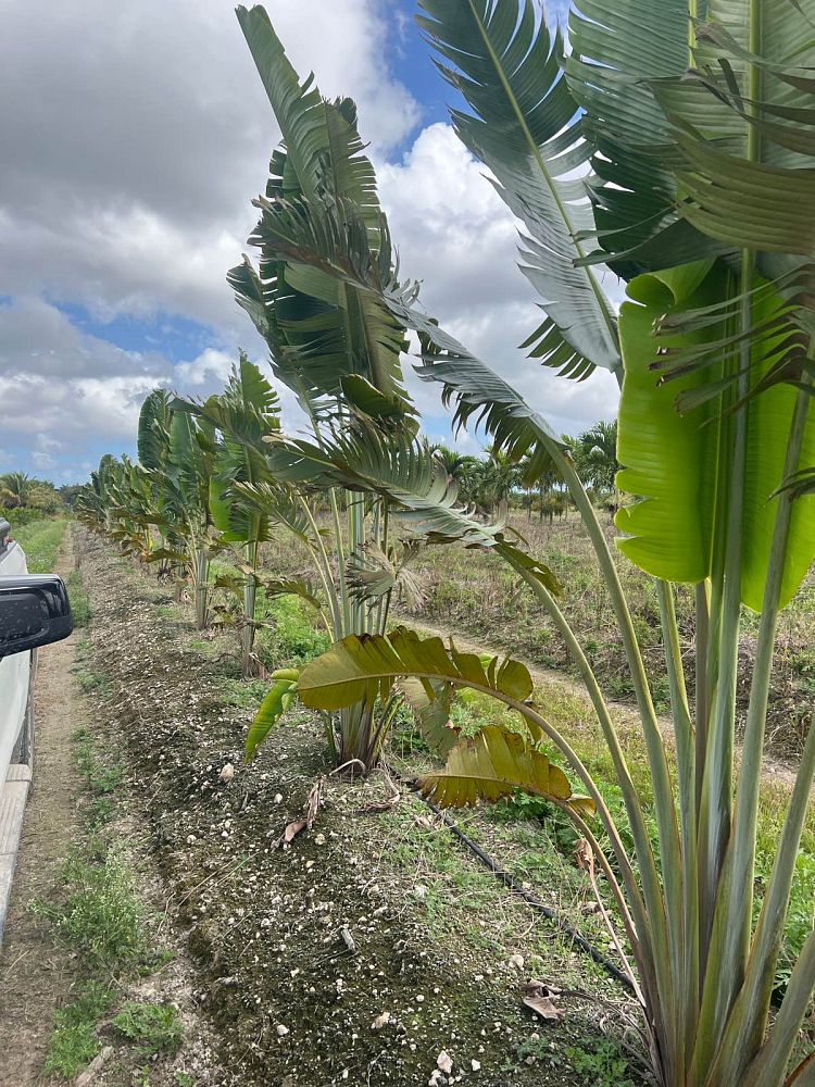 ravenala-madagascariensis-travelers-tree-travelers-palm