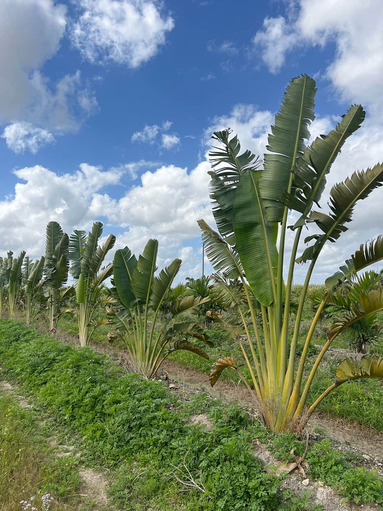 ravenala-madagascariensis-travelers-tree-travelers-palm