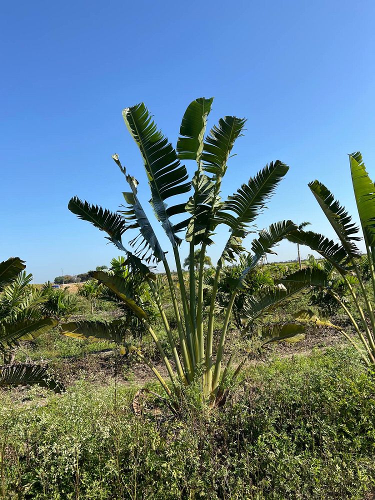 ravenala-madagascariensis-travelers-tree-travelers-palm