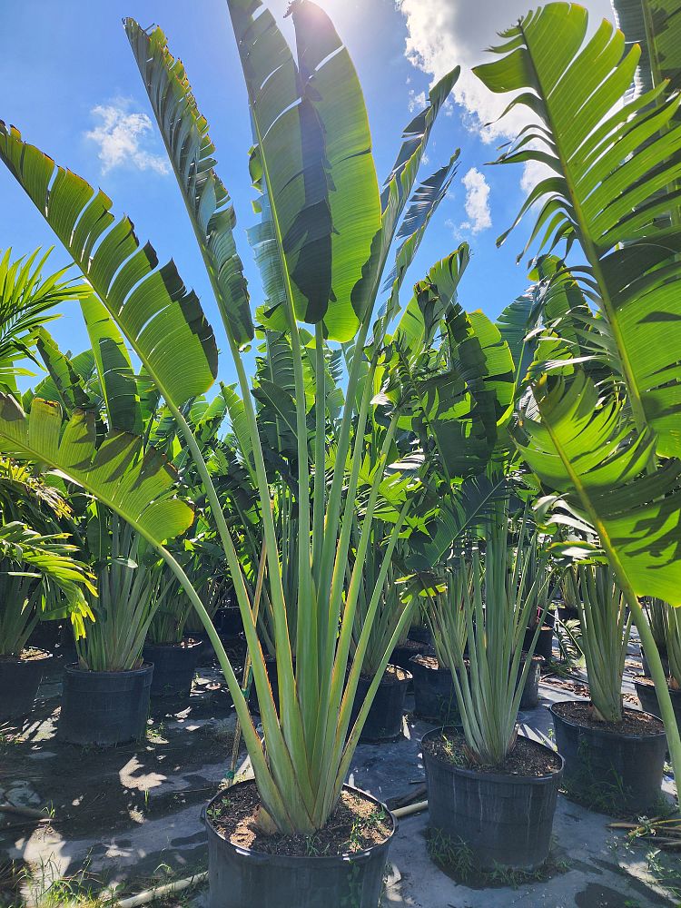 ravenala-madagascariensis-travelers-tree-travelers-palm