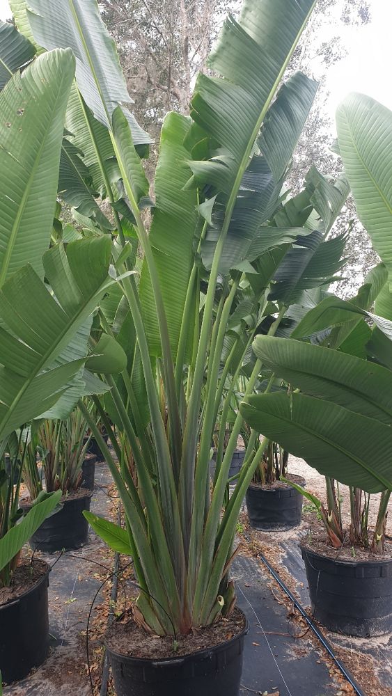 ravenala-madagascariensis-travelers-tree-travelers-palm