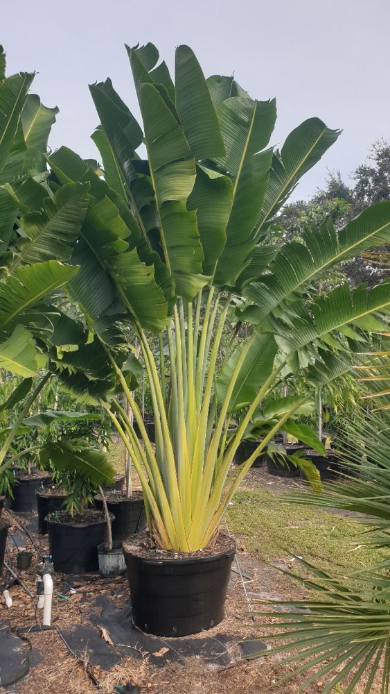 ravenala-madagascariensis-travelers-tree-travelers-palm