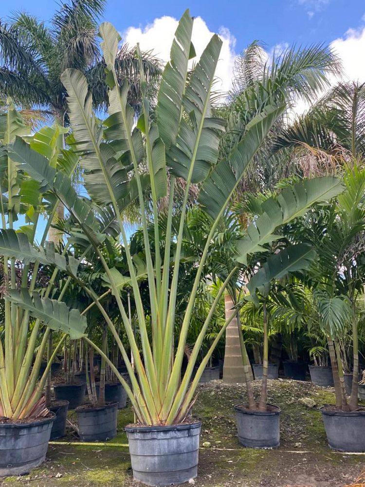 ravenala-madagascariensis-travelers-tree-travelers-palm