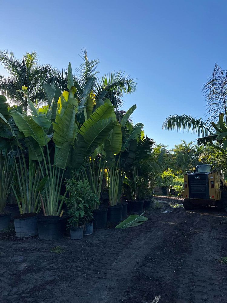 ravenala-madagascariensis-travelers-tree-travelers-palm