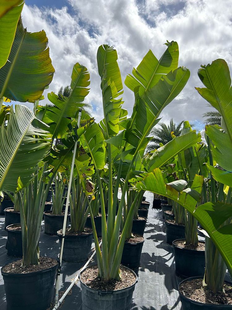 ravenala-madagascariensis-travelers-tree-travelers-palm