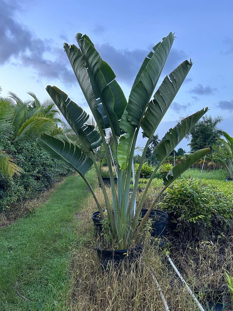 ravenala-madagascariensis-travelers-tree-travelers-palm