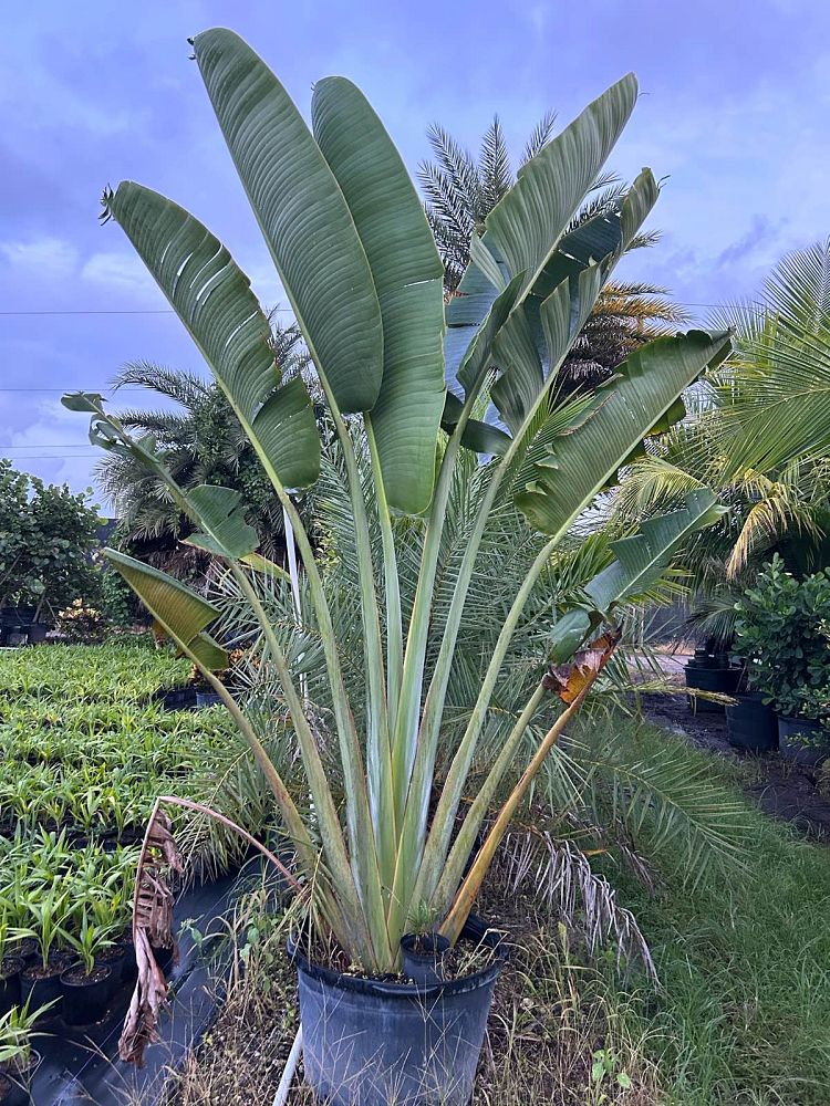 ravenala-madagascariensis-travelers-tree-travelers-palm