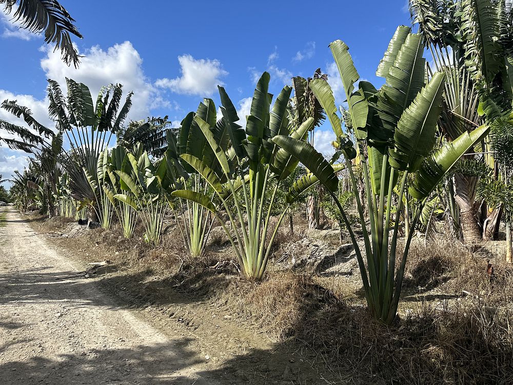 ravenala-madagascariensis-travelers-tree-travelers-palm