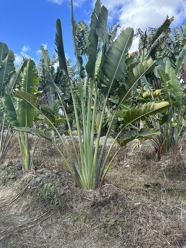 ravenala-madagascariensis-travelers-tree-travelers-palm