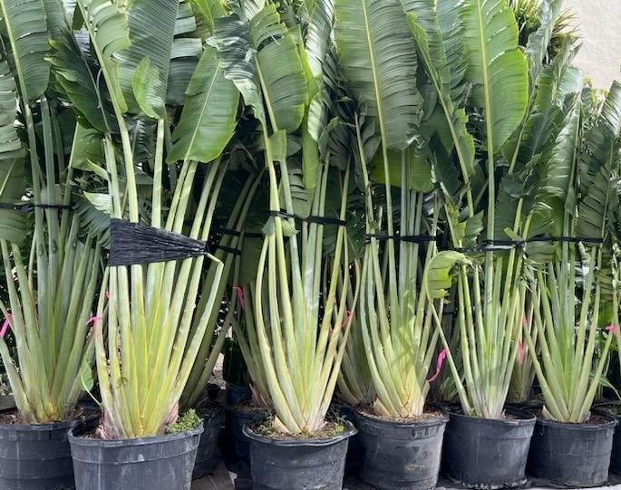 ravenala-madagascariensis-travelers-tree-travelers-palm