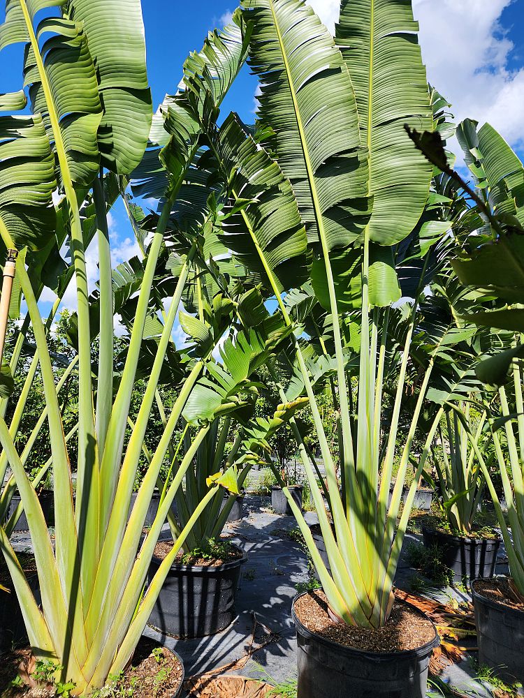 ravenala-madagascariensis-travelers-tree-travelers-palm