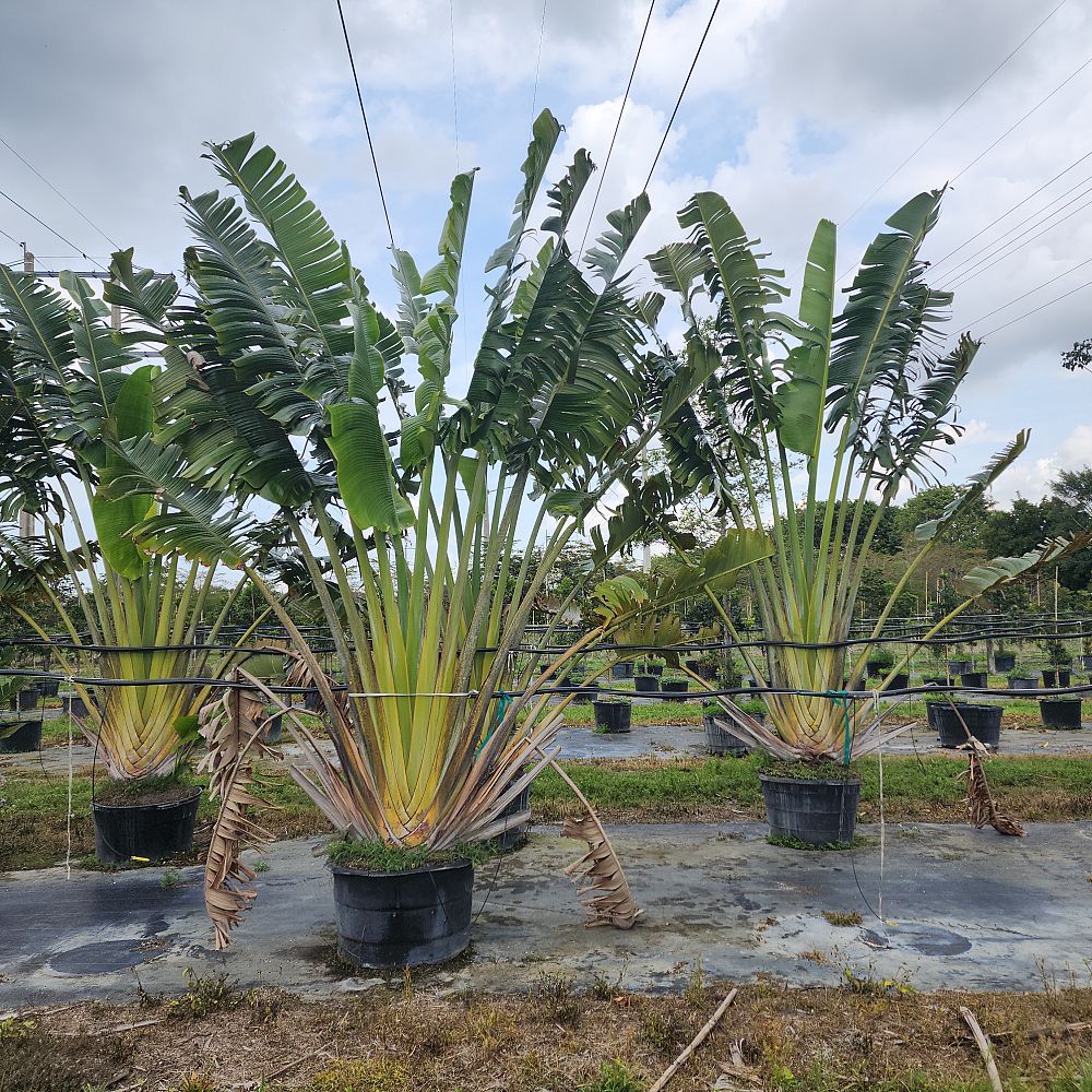 ravenala-madagascariensis-travelers-tree-travelers-palm