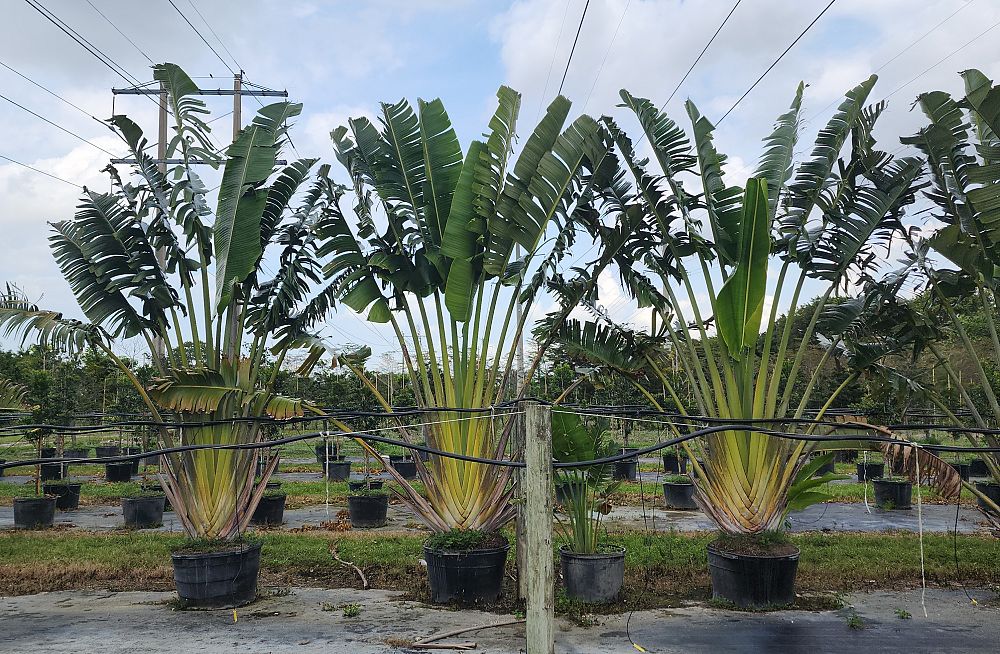 ravenala-madagascariensis-travelers-tree-travelers-palm