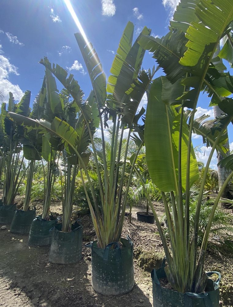 ravenala-madagascariensis-travelers-tree-travelers-palm