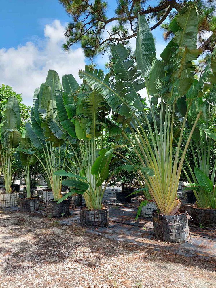 ravenala-madagascariensis-travelers-tree-travelers-palm