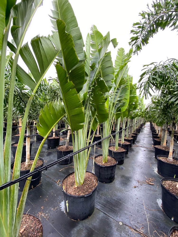 ravenala-madagascariensis-travelers-tree-travelers-palm