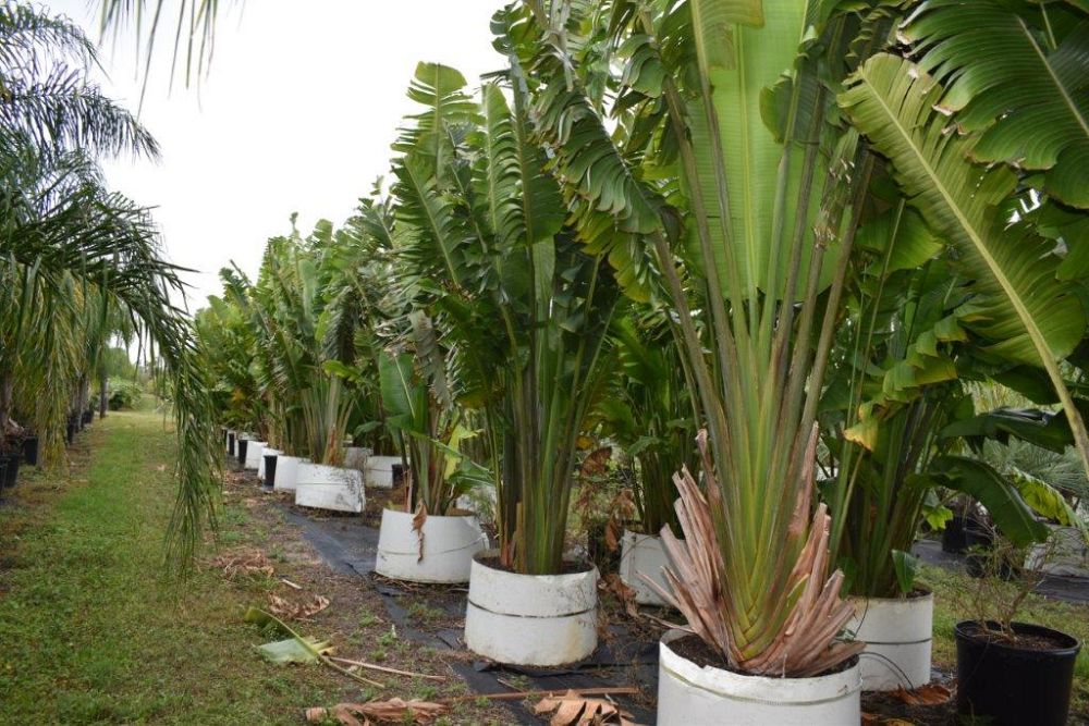 ravenala-madagascariensis-travelers-tree-travelers-palm